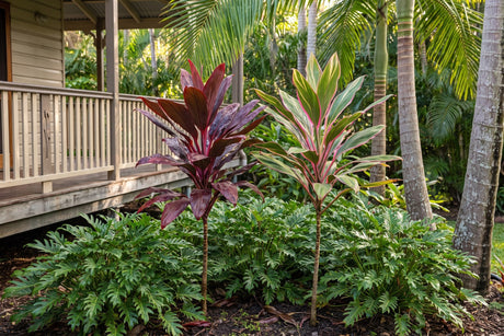 Red and pink ti plant cordylines in a subtropical garden bed beside a Queenslander