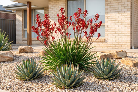 Red kangaroo paw and Blue Glow agave in a gravel-mulched waterwise garden bed