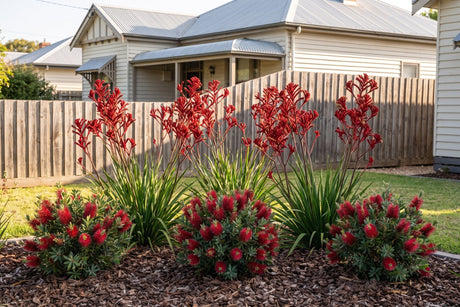 Red kangaroo paws and Little John bottlebrush flowering in a sunny Australian backyard bed