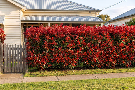 Red Robin photinia hedge with bright red new growth in front of a weatherboard house