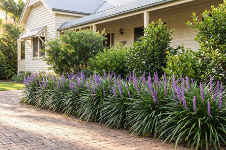 Ribbon of purple-flowering liriope edging a garden bed along a brick path at an Australian home