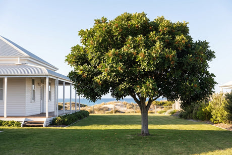 Rounded evergreen tuckeroo tree shading the lawn of an Australian coastal home