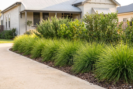 Row of Little Con lomandra edging a garden bed along a path