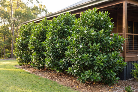 Row of native gardenia trees forming a dense glossy green screen beside a Queenslander home