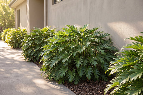 Row of rounded Philodendron xanadu mounds in a shaded side garden bed