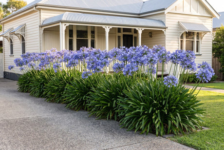 Row of tall blue agapanthus in flower lining a driveway in front of a weatherboard house