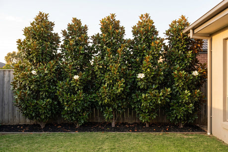 Row of Teddy Bear magnolias forming a dense privacy screen beside a single-storey home