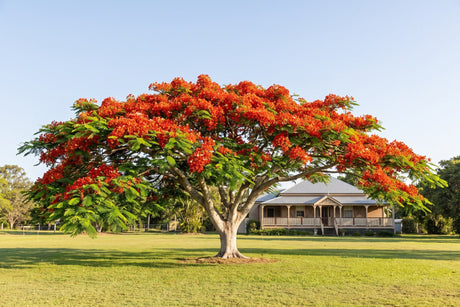 Royal poinciana in full scarlet-orange flower with a broad umbrella canopy on a wide lawn