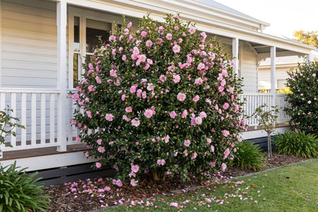 Sasanqua camellia bush covered in soft pink flowers beside a weatherboard cottage