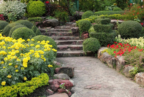 Shrubs for Screening and Privacy: The Top Choices
