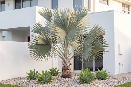 Silver Bismarck palm above repeated agave rosettes in a gravel front garden of a rendered home