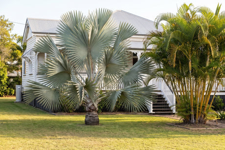 Silver-blue Bismarck palm on the front lawn of a Queenslander with golden cane palms behind