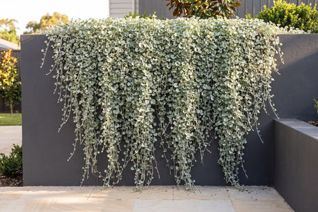 Silver Falls dichondra cascading in a silver curtain down a retaining wall in full sun