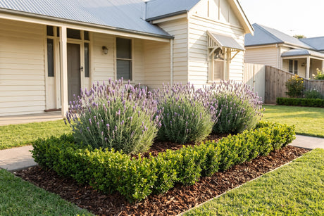 Small front garden bed with a clipped Japanese box edge and flowering French lavender