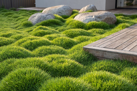Soft mounded carpet of no-mow grass, Zoysia tenuifolia, around boulders in an Australian garden