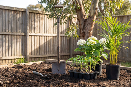 Spade, tomato seedlings and potted plants ready for spring planting in a garden bed