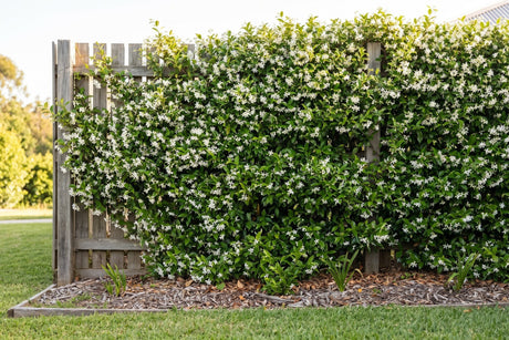 Star jasmine in full white flower covering a timber paling fence
