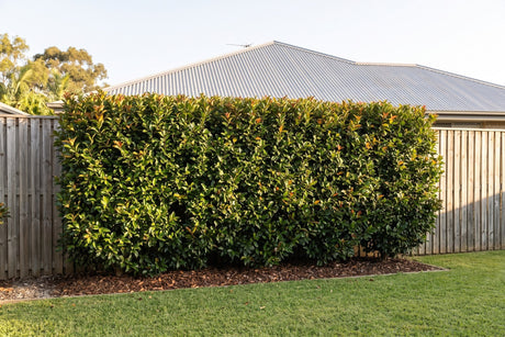 Tall clipped lilly pilly privacy screen above a paling fence in an Australian backyard