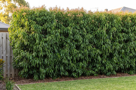 Tall clipped weeping lilly pilly hedge screening an Australian backyard