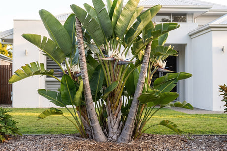 Tall clump of giant white bird of paradise with paddle leaves in an Australian backyard