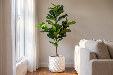 Tall fiddle leaf fig in a white pot beside a sheer-curtained window in a living room