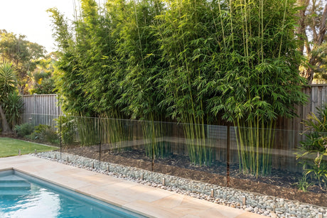 Tall Slender Weavers bamboo screen behind a glass-fenced backyard pool