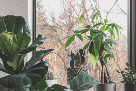 The Ultimate Guide to Growing and Caring for Fiddle Leaf Fig Trees