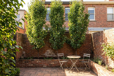 Three narrow Capital ornamental pears screening a small paved terrace house courtyard