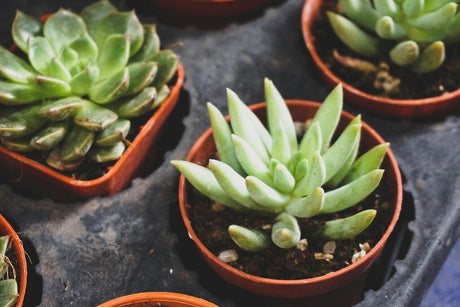 aloe plants