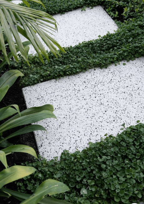 Top Ground Cover Options for In Between Steppers: Easy, Low Maintenance Choices - Brisbane Plant Nursery