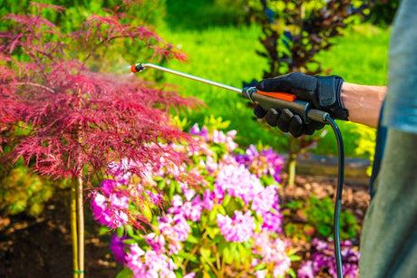 Top Pest Repelling Plants for Your Australian Garden
