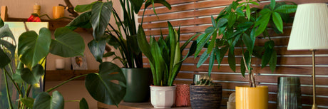 Top Unique House Plants to Elevate Your Indoor Space