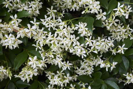 Trachelospermum jasminoides: The Perfect Ornamental Vine