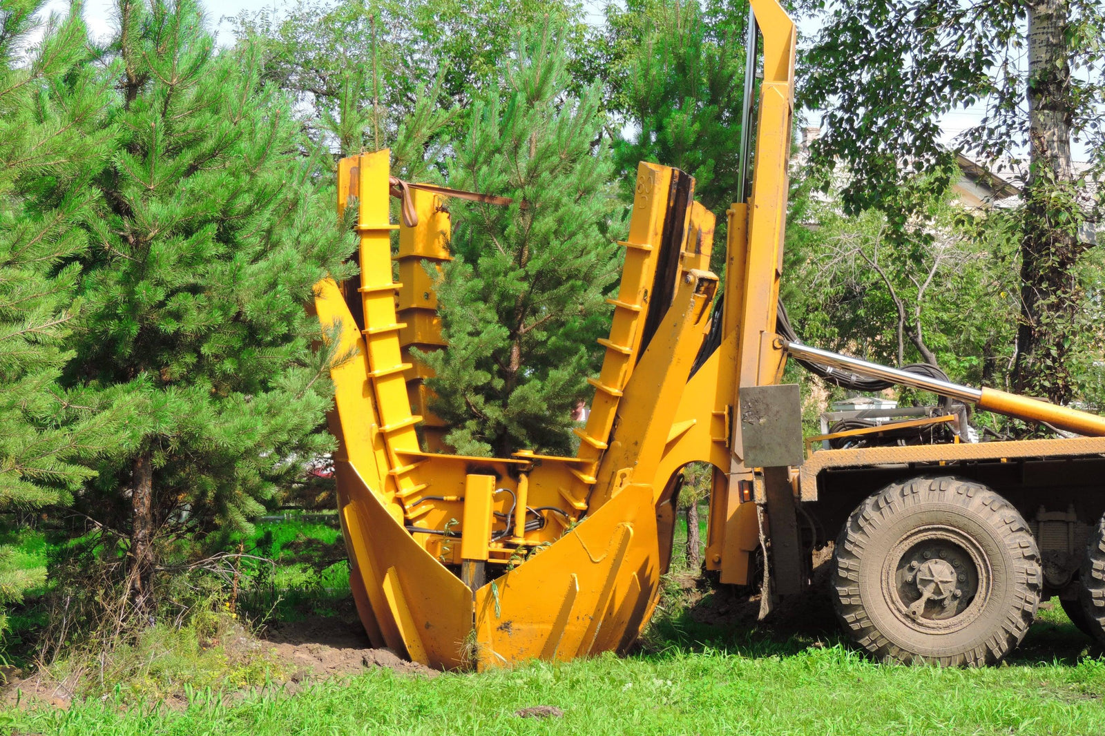 Transplanting Trees and Shrubs: A Guide to a Healthy Landscape - Brisbane Plant Nursery