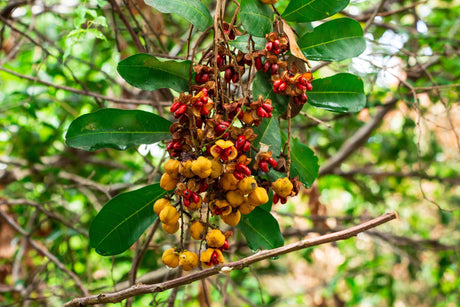 Tuckeroo Tree: Enhancing Landscape Design with Versatility