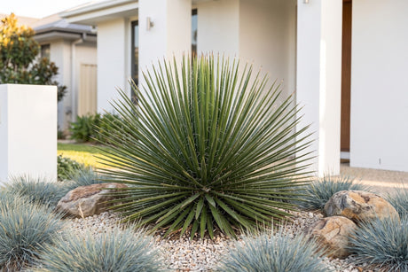 Twin flowered agave with hundreds of narrow leaves as a specimen in gravel beside fine grasses