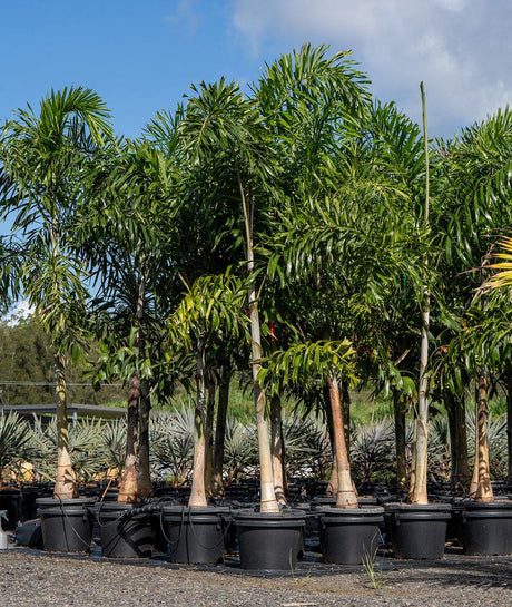 Understanding Foxtail Palms: What They Are and How to Care for Them - Brisbane Plant Nursery