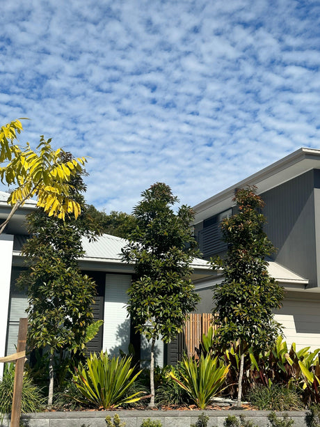 Using Elaeocarpus Eumundi for Tall Screen Trees - Brisbane Plant Nursery