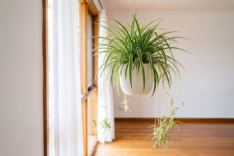 Variegated spider plant in a hanging pot with plantlets trailing on long arching stems