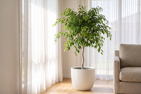 Weeping fig tree in a white pot beside a sheer-curtained window in an Australian living room