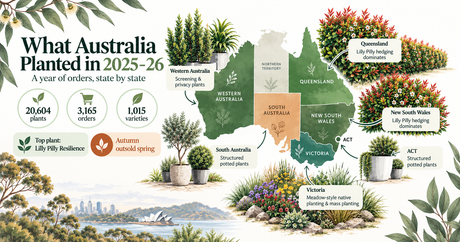 Watercolour map infographic of one year of Australian plant orders, 2025-26: 20,604 plants across 3,165 orders, top plant Lilly Pilly Resilience. Queensland and New South Wales are labelled for lilly pilly hedging, Victoria for native meadow planting.