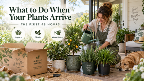 Woman in an apron kneeling on a shaded verandah, giving newly delivered potted plants their first deep watering beside an open Nursery Near Me carton. Overlaid text reads The First 48 Hours, with badges labelled Unpack, Shade and Water Deeply.