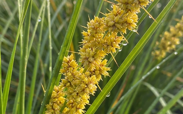 What to Plant Over a Septic Drain Field (and What to Keep Away)