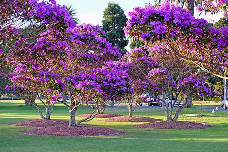 Where and How to Buy Tibouchina Lepidota Alstonville Plants? - Brisbane Plant Nursery