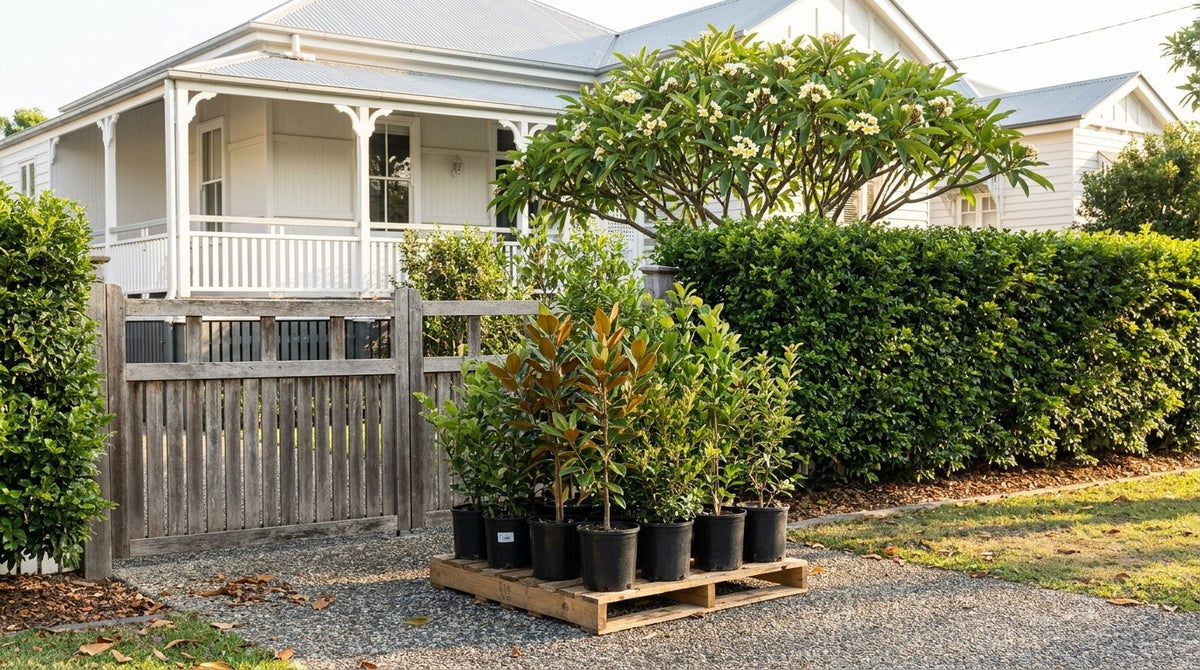 A delivery morning in Brisbane: nursery plants standing upright on a pallet at the front gate