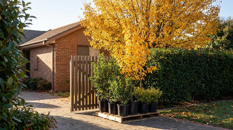 A delivery morning in Canberra: nursery plants standing upright on a pallet at the front gate