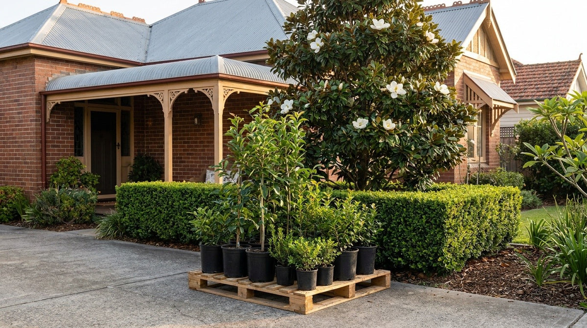 A delivery morning in Sydney: nursery plants standing upright on a pallet at the front gate