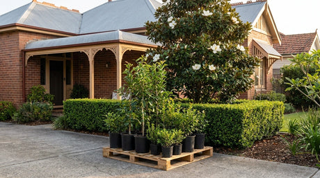 A delivery morning in Sydney: nursery plants standing upright on a pallet at the front gate