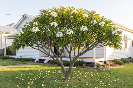 White and yellow frangipani tree in full flower in front of a weatherboard Australian home