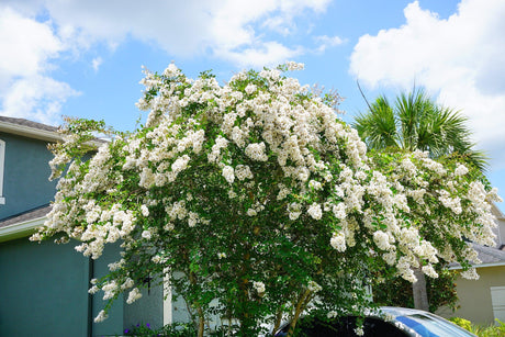 White Crepe Myrtle: A Must-Have for Your Garden